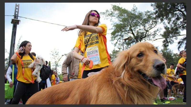 Carrera de perros en el Parque Independencia.