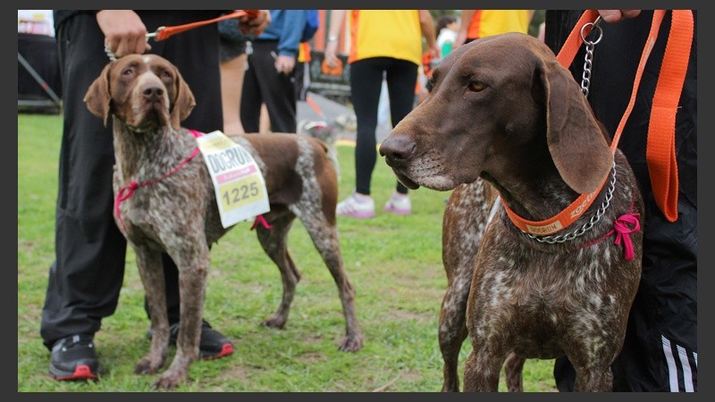 Carrera de perros en el Parque Independencia.