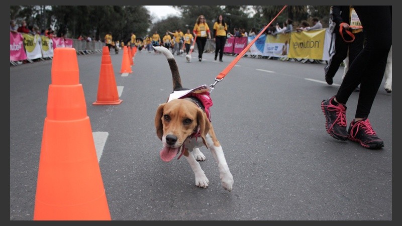 Carrera de perros en el Parque Independencia.