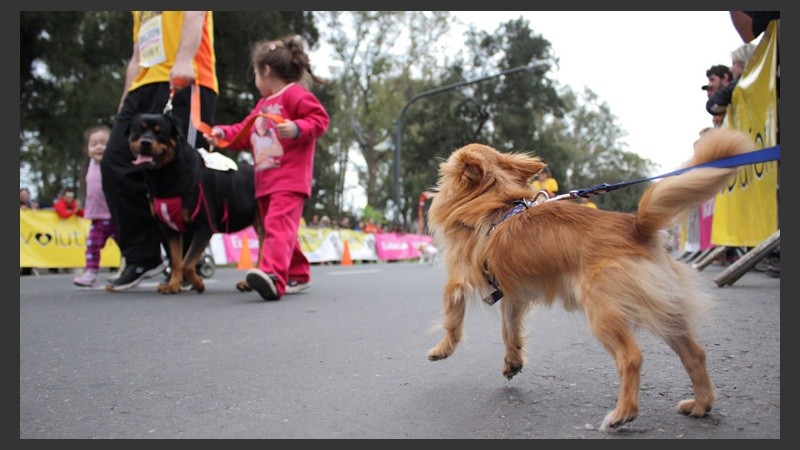 Carrera de perros en el Parque Independencia.