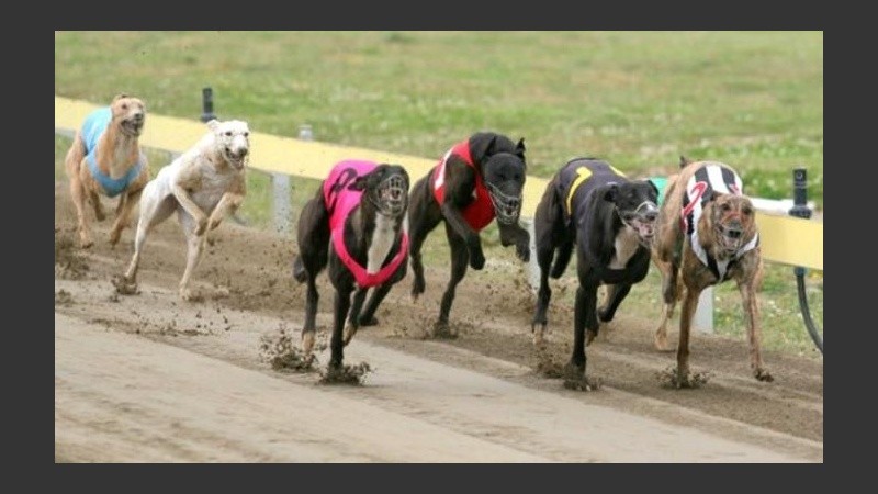 Santa Fe es la primera provincia que prohibe por ley la carrera de perros.