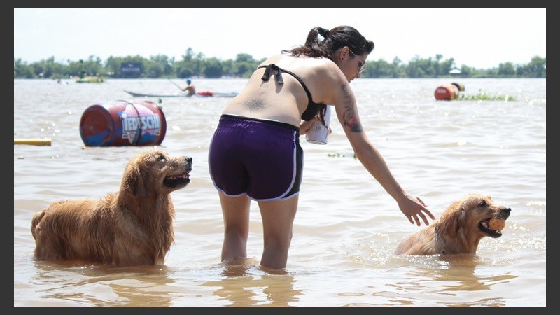 Dos perros se refrescan en el agua junto a su dueña.