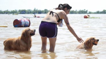Dos perros se refrescan en el agua junto a su dueña.