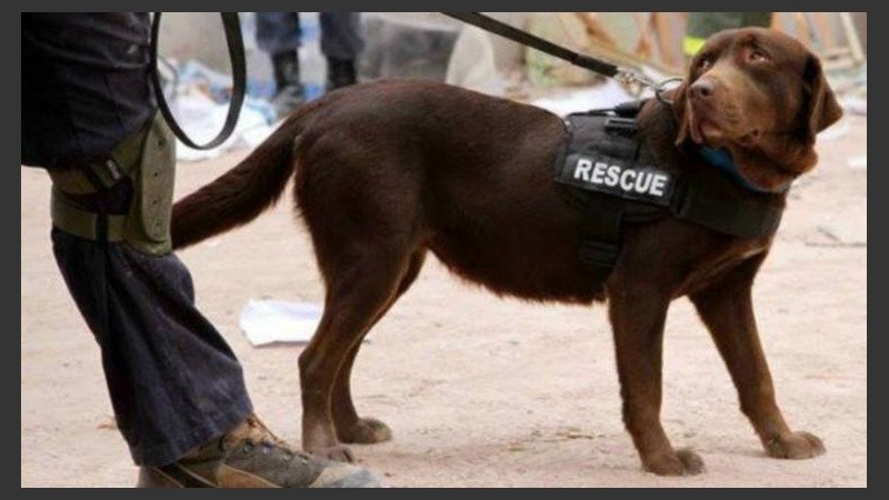 Lola, labradora rescatista de K9