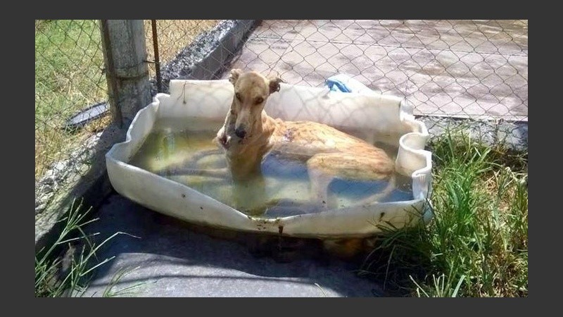 Los canes ahora fueron medicados y alimentados.