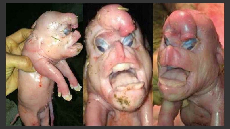 Tras conocerse la historia, llegaron numerosas ofertas de ayuda para el chanchito.