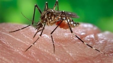 En la Argentina, hasta el momento, no se han registrado casos autóctonos de fiebre chikunguña ni de dengue.