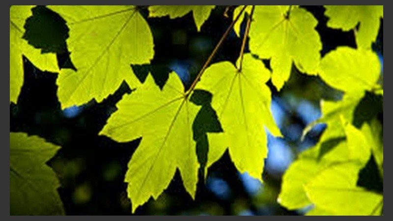 Las hojas recuerdan que estamos en verano.