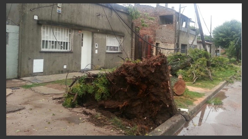 Uno de los tantos árboles caídos. 