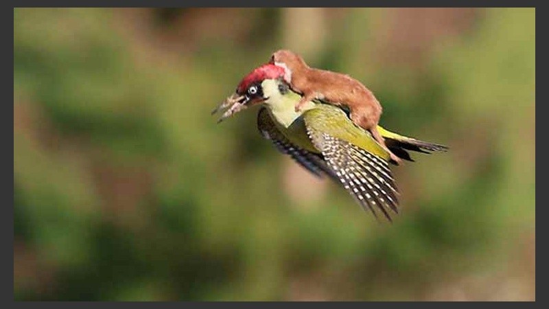 Tanto el piloto y como el pasajero aterrizaron a unos 25 metros del fotógrafo.