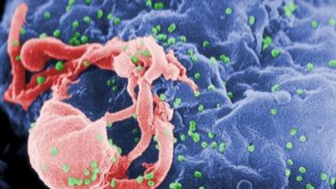 Gracias a estas ‘tijeras celulares’, en los estudios, el virus se eliminaba por completo en cerca del 72% de las células.