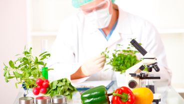La carrera está orientada al área de investigación teórica y aplicada en el campo de los alimentos.