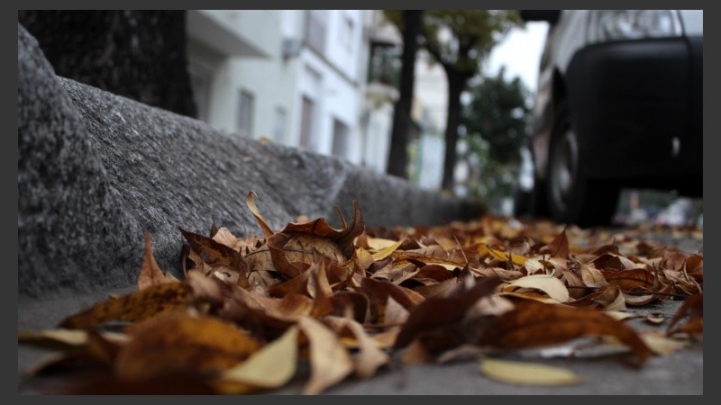 Desde hace varios días, pese al calor, las hojas ya caen secas.