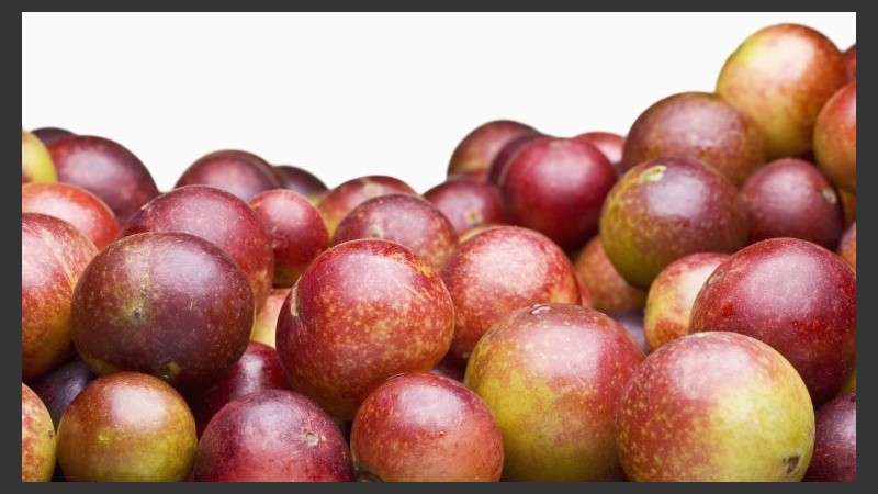 Se trata de una especie nativa de la región amazónica, donde habitualmente crece en las orillas de lagos y ríos.