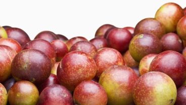 Se trata de una especie nativa de la región amazónica, donde habitualmente crece en las orillas de lagos y ríos.