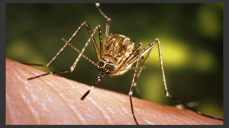 El aedes aegypti se cría hacia el interior de las viviendas o en reservorios de agua limpia y quieta.