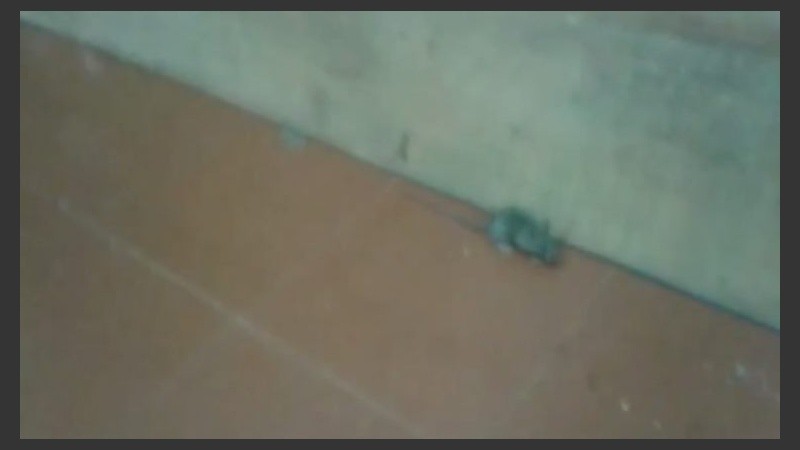 Una rata en uno de los pasillos de la facultad. 