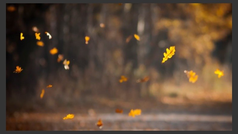 El viento mueve las hojas, algunas ya secas.