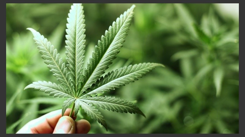 Los resultados preliminares muestran buenas posibilidades de su efectividad con tumores cerebrales y el cáncer de mama.