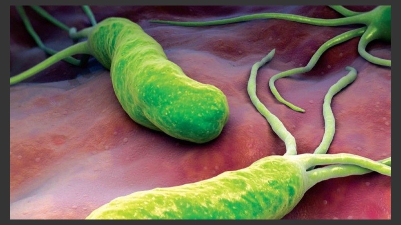 La bacteria Helicobacter pylori es el agente responsable de por lo menos el 90% de los cánceres gástricos.