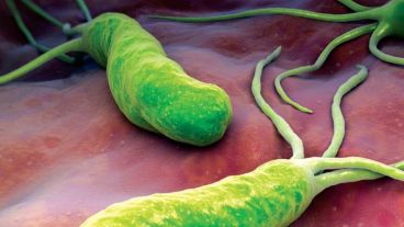 La bacteria Helicobacter pylori es el agente responsable de por lo menos el 90% de los cánceres gástricos.