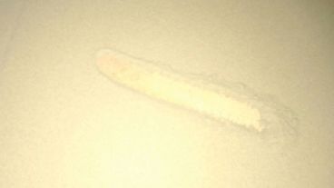 La ceniza se acumulaba sobre las superficies.