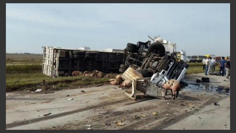 Los cerdos escaparon de la caja del camión y quedaron sobre la autopista.  
