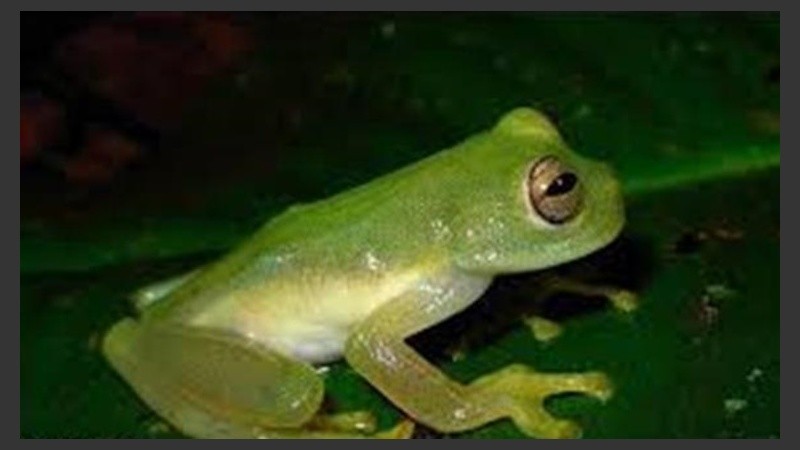 La rana de cristal llama la atención por su color.