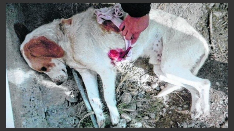 Gloria, la dueña de Dicon, definió al can como 