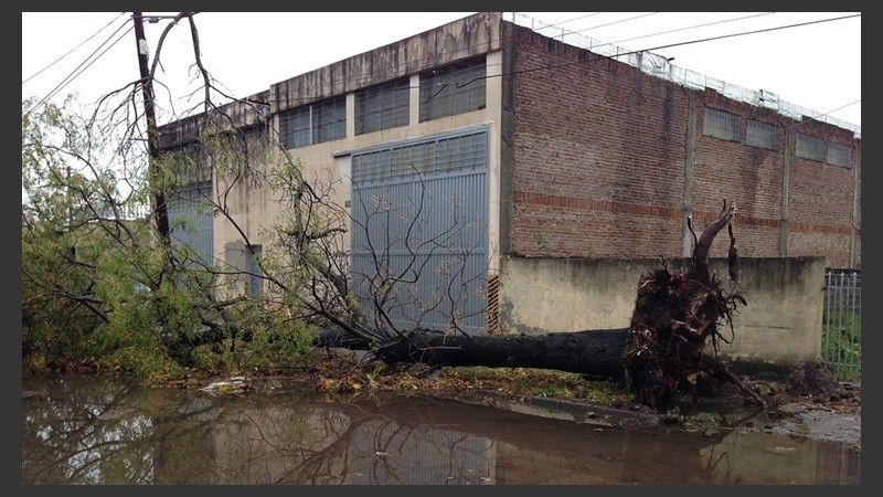 La tormenta derribó varios árboles en Villa Gobernador Gálvez.