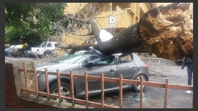 El árbol caído sobre un auto en Grandoli al 4800.