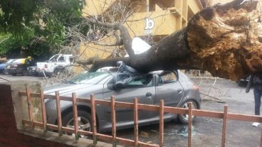 El árbol caído sobre un auto en Grandoli al 4800.