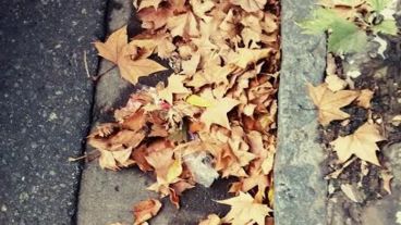 Las hojas secas siguen apilándose en los cordones.