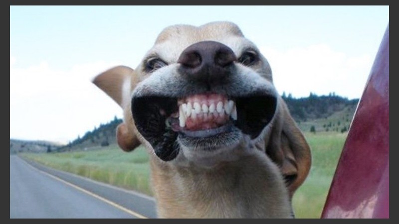 Algunos dicen que los perros sacan la cabeza de la ventanilla del auto para oler el ambiente que los rodea y, así, ubicarse.