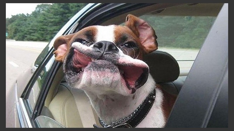 Más allá de los fines “científicos” de asomarse desde el auto o la camioneta, los pichichos parecen disfrutar del paseo.