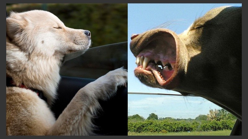 Lejos de la diversión de los primeros, otros encuentran en el viento un mimo rutero.