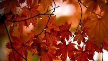 Hojas rojas en medio del otoño.