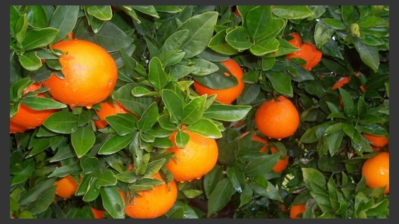 Los naranjos aprovecharon el frío. 