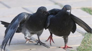 Una sola pareja puede llegar a producir 48 descendientes.