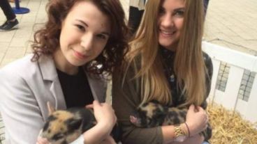 En la Nottingham Trent University hay un grupo de cerdos miniatura a disposición de los estudiantes.