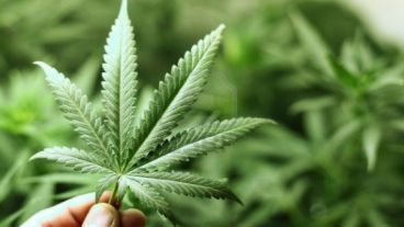 "Luego de ser tratado con cannabis, el hueso curado será más difícil para romper en el futuro", dijo uno de los especialistas.