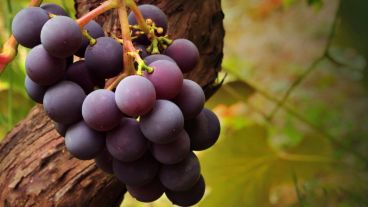 Es la fuente natural más rica en ácidos grasos no saturados.