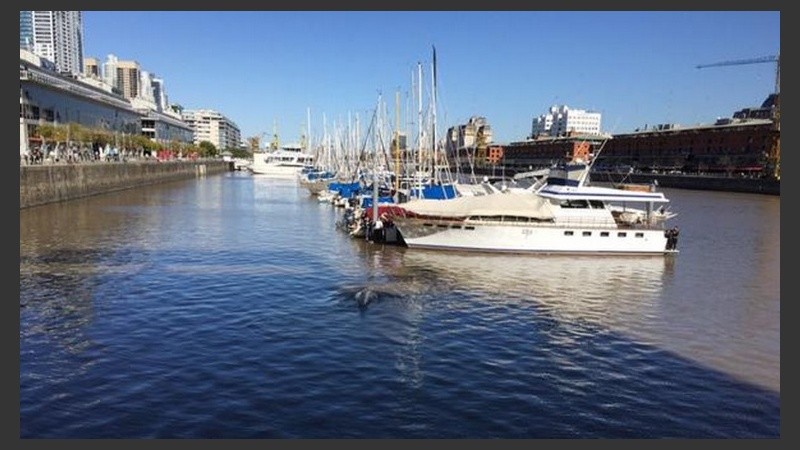 La ballena sorprendió a todos en Puerto Madero. 