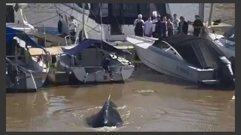 La ballena sorprendió a todos en Puerto Madero. 