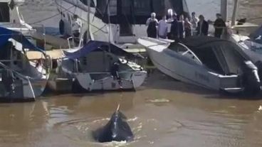 La ballena sorprendió a todos en Puerto Madero.