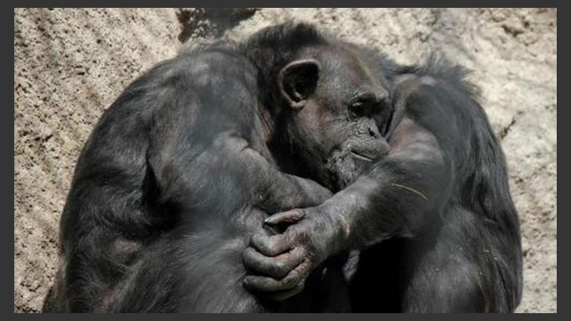 La chimpancé Cecilia cuando vivía en compañía.