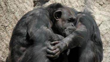 La chimpancé Cecilia cuando vivía en compañía.