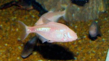 Se trata de un pez "gordo" capaz de sobrevivir varios meses sin comida, cuyo metabolismo está ralentizado.