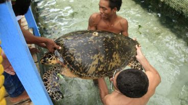 En Colombia liberaron a 65 tortugas al mar tras ser protegidas de pescadores ilegales. (EFE)