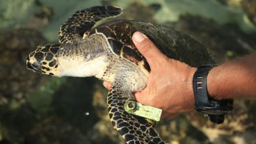 Las especies de tortugas que fueron liberadas:  Carey (Eretmochelys Imbricata) y Verde (Chelonia Mydas). (EFE)